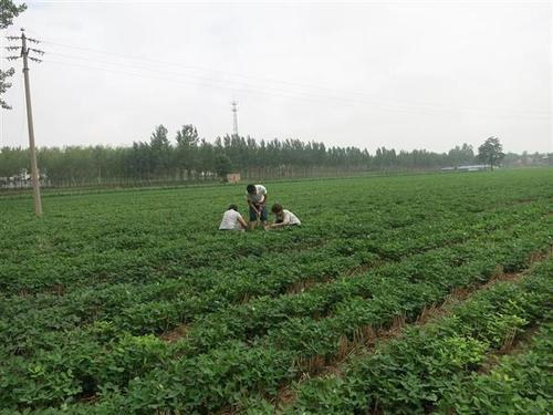 土壤墑情監測裝置